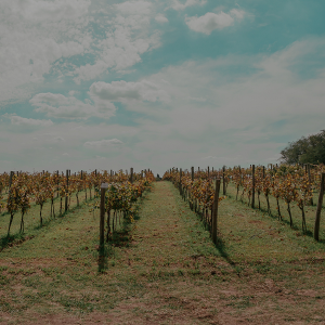 Experiencia Bodega Gamboa